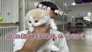 完美品相的乳白拿破仑一猫难求！