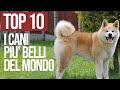 Top 10 Cani Più Belli Del Mondo