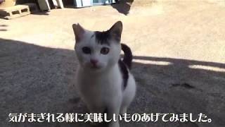 子猫に焼き鮭とウインナーあげてみた