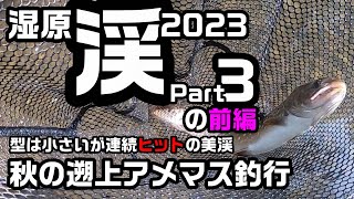 湿原渓Part3の前編 秋の遡上アメマス釣行2023【渓流釣り】型は小さいが連続ヒットの美渓