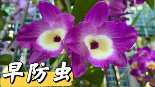 【21240】石斛花期前，我的防虫措施 // 静姐说花780