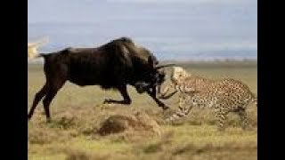 Three leopards kill only a three-legged wildebeest, the end of the surprise