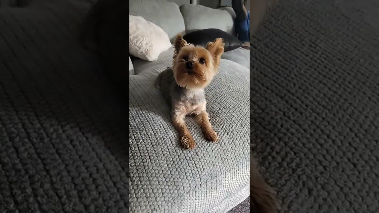 Funny Yorkie Barking Youtube