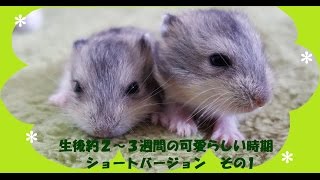 生後約２～３週間のハムスターの赤ちゃん　その1　Hamster babies