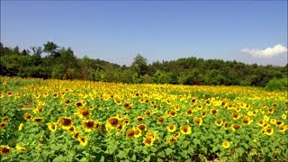 2018　8/2　成長中の緑コキアと満開のヒマワリ　～国営讃岐まんのう公園～