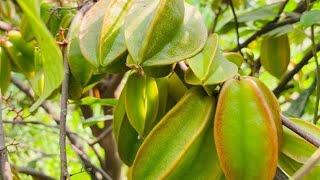 How to grow Star Fruit in Pot | From Seed To Harvest.