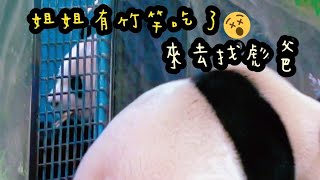 圓寶和圓圓母女倆擠在小門前領點心|熊貓貓熊The Giant Panda Yuan Yuan and Yuan Bao|台北市立動物園