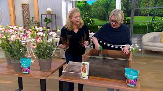 Barbara King 3-Piece Oriental Poppy Picotee Live Plants on QVC