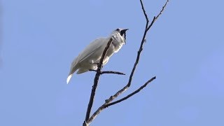 White bellbirds produce loudest bird call ever recorded
