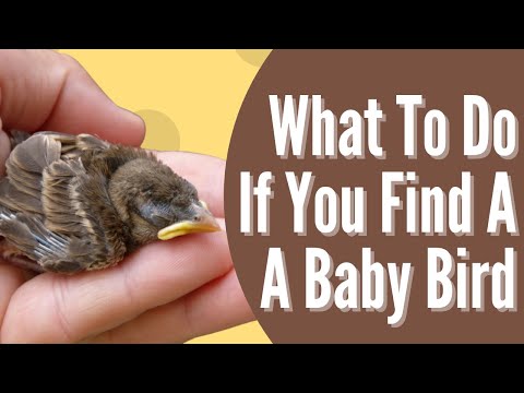 How long before baby woodpeckers can fly?