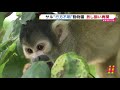 リスザル“行方不明”動物園　放し飼い再開　静岡・伊東市