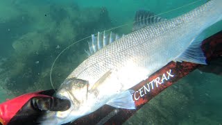 Μεγάλο Λαβράκι στην Κρήτη - Big Seabass in Crete - Spearfishing Moments