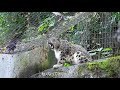 カラスうりを食べるカラスと見つめるだけのユキヒョウのフク。多摩動物公園2021.11.16　snowleopard fuku vs 　crow