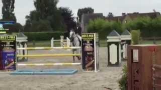 LMG Horses Idefix van de Withoeve Moerzeke ( Sold)