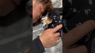 イチャイチャする2人 犬の口臭が…#short #犬