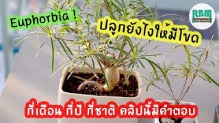 Euphorbia hedyotoides ปลูกยังไงให้มีโขด  คลิปนี้มีคำตอบครับ