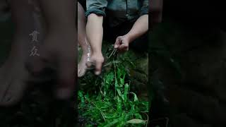 第3集｜传承900年的东方美食，橘酿葛粉 #潮流生活百万新星计划  #快乐乡村幸福带头人