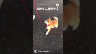 てくてくとお散歩の練習をする柴犬さん🐕🐾｜PECO