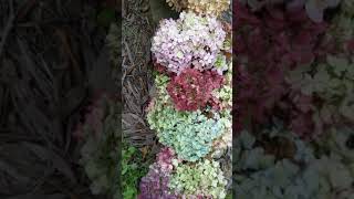 110221 Hydrangea Harvest