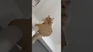 しっぽふりふりぷにちゃん #ねこのいる暮らし  #猫動画  #shorts