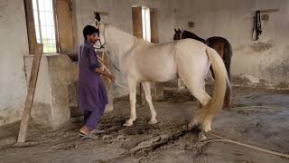 Horse breeding process complete process Horses enjoyment 😉