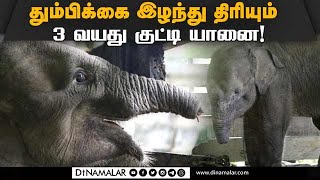 தும்பிக்கை இல்லாத குட்டி யானை: வனத்துறை வளர்க்க கோரிக்கை |  Kerala Forest | Baby Elephant