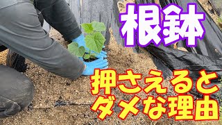 野菜苗を植えたら　根鉢を押さえたらダメな理由