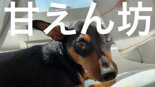 【甘えん坊の愛犬】〜ミニピン・エイトの甘ったれ動画〜