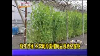 (三大有線)彰視新聞1021203 15額外收獲 冬季葡萄園種碗豆渡過空窗期