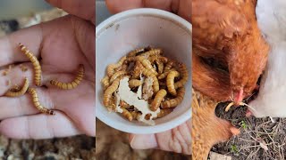 Raising Mealworms (Tenebrio molitor) / Life Stages / New Hampshire Red Chickens McMurray Hatchery