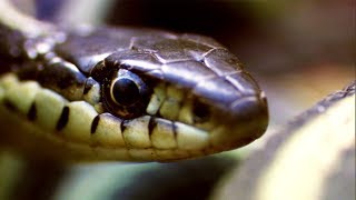 Male Garter Snake Tricks Other Males With His Female Scent | Life | BBC Earth