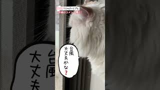 【台風戻ってきた】大混乱の台風6号再最接近！猫が現場レポートします！#短足マンチカン#スコティッシュフォールド #cat #shorts