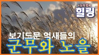 하늘공원 억새들의 축제 - 노을속에 펼쳐지는 억새들의 군무..뉴욕할배의 힐링영상