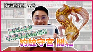 豹紋守宮開箱 | 【宅在家敗家】ep.7