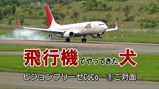 【子犬迎え】飛行機でやってきたビションフリーゼ