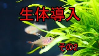 【水槽177】陰性メインのコリ水槽③生体導入その2  Shade plants and Corydoras