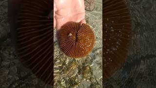 Wow🙀Beautiful Mushroom Coral😍 #youtubeshorts #oceanbeauty