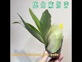 鹿角蕨拆芽 platycerium staghornfern ビカクシダ 鹿角蕨拆芽 拆側芽 營養葉 孢子葉