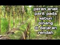 fungsi dan peran anak parit (irigasi) kebun pinang.