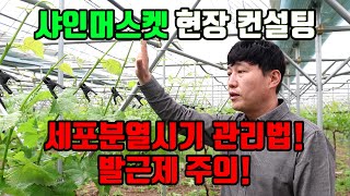 샤인머스켓 현장컨설팅 2편