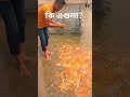 amazing fish আজব মাছ viral trending tiktok