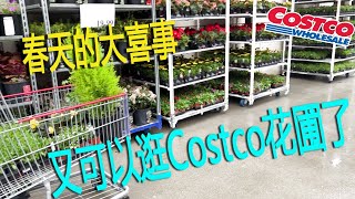 春天大喜事 又可以逛Costco花圃了😂一年生多年生花苗、果苗应有尽有😂😂了解它们的生长习性，在大地回春之际种下，家里会花团锦簇硕果累累😂😂😂