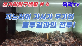 [쩍쩍TV] 쏘가리탐구생활 #4 vs 외래어종 블루길 \u0026 배스