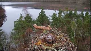 NC0 prepares the love nest and Laddie wastes no time at Loch of the Lowes Osprey