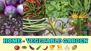 வீட்டு காய்கறி தோட்டம் | HOME VEGETABLE GARDEN | மாடித்தோட்டம் | TERRACE GARDEN | VEGETABLES |