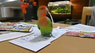 封筒を開いてくれる小桜インコのソラ