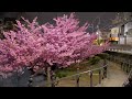 淀の河津桜　夜桜　京都市　yodo no kawazu sakura night cherry blossom kyoto japan