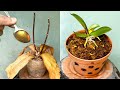 Just 1 Spoon Instantly Revives Any Rotten Orchid This Easy Way