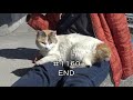 ドキンちゃん エサ場に行く dokin chan goes to feed place 猫の島 青島 1160 cat island aoshima