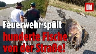Tropensturm Florence in den USA: Mit dem Hochwasser kamen die Fische